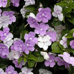 Brunfelsia pauciflora, Yesterday, Today and Tomorrow, Brunfelsia calycina, evergreen shrub, Fragrant Shrub, Purple flowers, White Flowers
