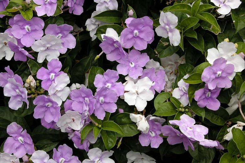 Brunfelsia pauciflora, Yesterday, Today and Tomorrow, Brunfelsia calycina, evergreen shrub, Fragrant Shrub, Purple flowers, White Flowers