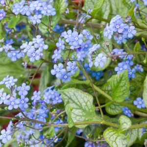 Brunnera Macrophylla 'Jack Frost' , Brunnera 'Jack Frost', Siberian Bugloss 'Jack Frost', Heartleaf Brunnera 'Jack Frost', False Forget-Me-Not 'Jack Frost', blue flowers, spring flowers