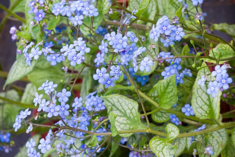 Brunnera Macrophylla 'Jack Frost' , Brunnera 'Jack Frost', Siberian Bugloss 'Jack Frost', Heartleaf Brunnera 'Jack Frost', False Forget-Me-Not 'Jack Frost', blue flowers, spring flowers