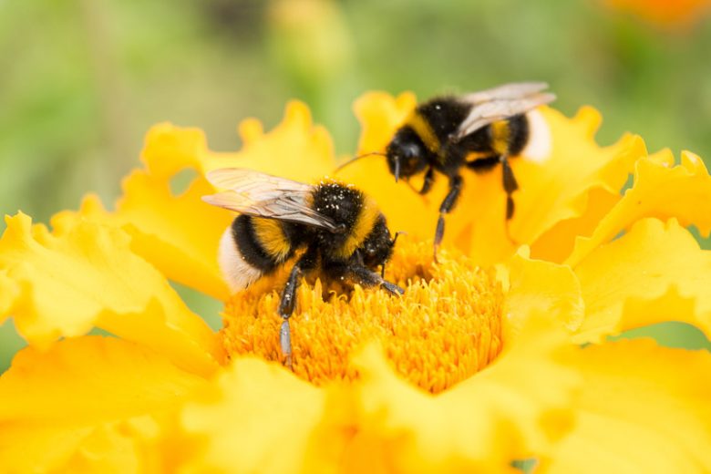 Bumblebees: Essential Pollinators for Your Garden