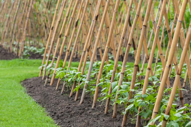 Bush Beans or Pole Beans Which One Should You Grow?