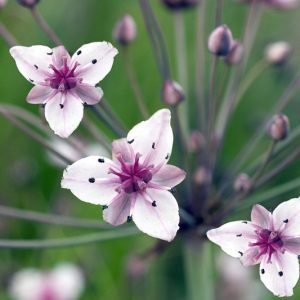 Butomus umbellatus, Flowering Rush, Grassy Rush, Lily Grass, Water Gladiolus, Aquatic Plants