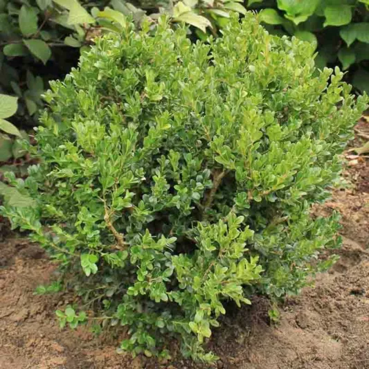 Buxus microphylla var. japonica 'Green Beauty', Japanese Boxwood 'Green Beauty', English Boxwood, American Boxwood, Evergreen Shrub, Small Shrub