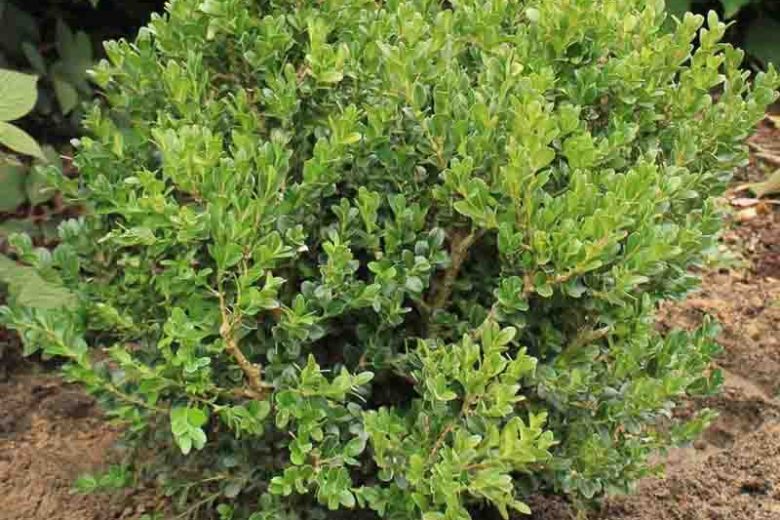 Buxus microphylla var. japonica 'Green Beauty', Japanese Boxwood 'Green Beauty', English Boxwood, American Boxwood, Evergreen Shrub, Small Shrub