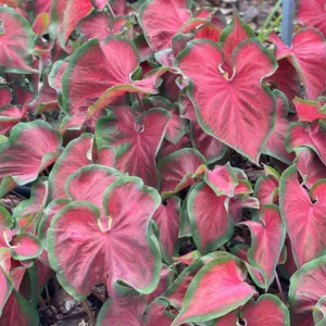 Caladium Heart to Heart® 'Hot 2 Trot', Angel Wings Heart to Heart® 'Hot 2 Trot', Shade Plant, Red leaves, Red Foliage, Fancy Caladium, Fancy-Leafed Caladium