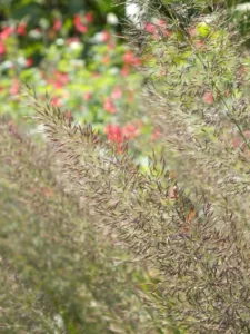Foxtail Grass - Gardenia