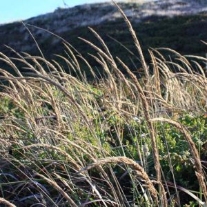 Calamagrostis nutkaensis, Nootka Reed Grass, Pacific Reedgrass, Nootka Reedgrass, Pacific Reed Grass, California Native Plants