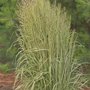 Feather Reed Grass, Calamagrostis x Acutiflora Avalanche, Deer resistant plant, Avalanche grass, Variegated Grass