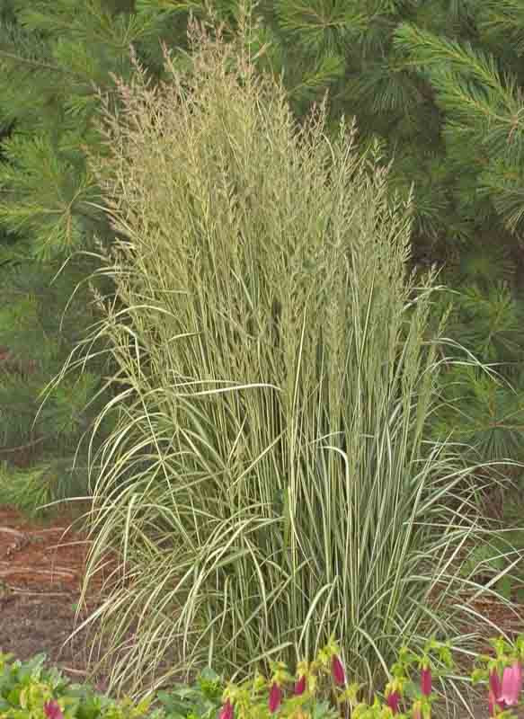 Calamagrostis x acutiflora 'Avalanche' showing creamy-white centered variegated foliage and airy summer plumes