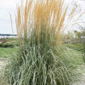 Feather Reed Grass, Calamagrostis x Acutiflora Overdam, Deer resistant plant, Overdam grass