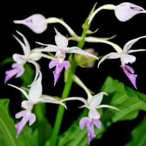 Calanthe reflexa, Hardy Orchid, Hardy Calanthe Orchid, Hardy Reflexed Calanthe Orchid, Purple Flowers