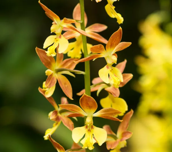Calanthe Takane, Hardy Orchid, Hardy Orchid 'Takane', Takane Hardy Calanthe Orchid, Yellow Flowers