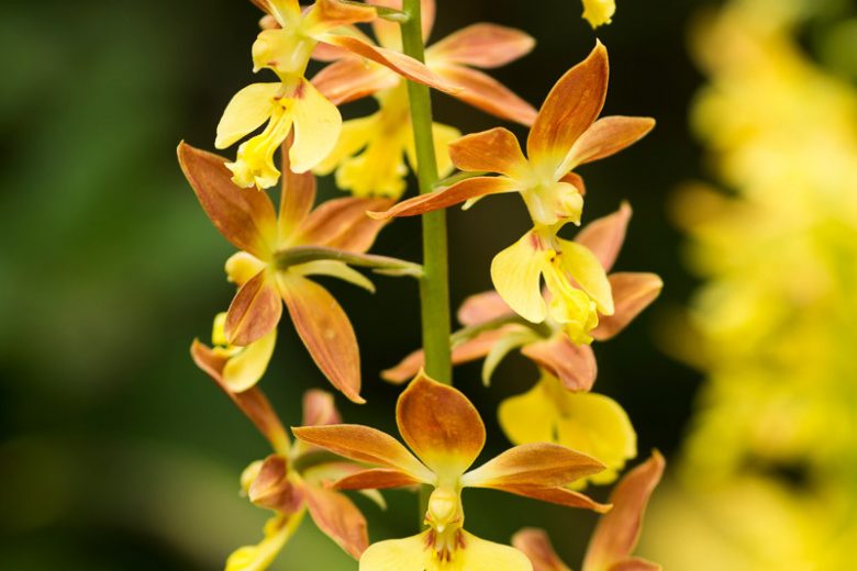 Calanthe Takane, Hardy Orchid, Hardy Orchid 'Takane', Takane Hardy Calanthe Orchid, Yellow Flowers