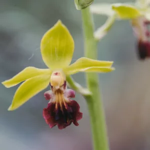 Calanthe tricarinata, Hardy Orchid, Japanese Hardy Orchid, Japanese Hardy Orchid, Three Keeled Calanthe, Hardy Calanthe Orchid,