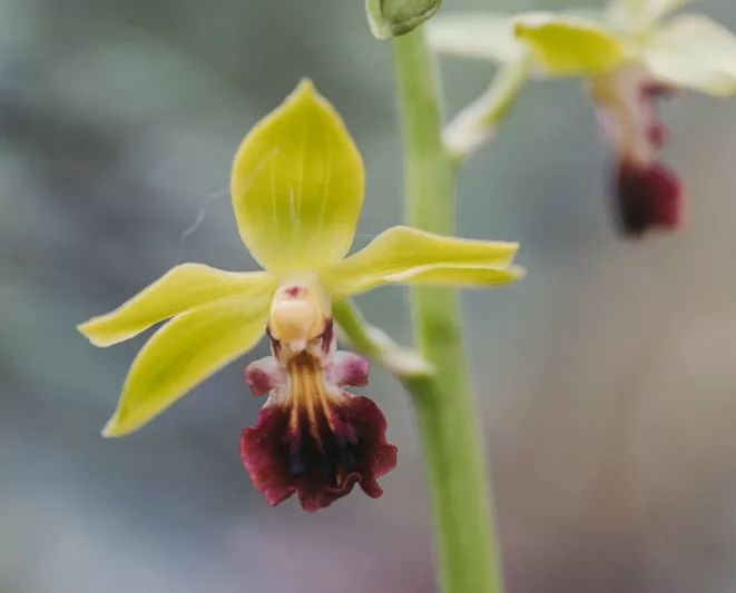 Calanthe tricarinata, Hardy Orchid, Japanese Hardy Orchid, Japanese Hardy Orchid, Three Keeled Calanthe, Hardy Calanthe Orchid,