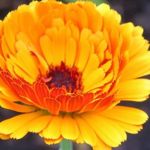 Calendula  officinalis 'Indian Prince', Pot Marigold Indian Prince, English Marigold Indian Prince, Orange Calendula, Orange Pot Marigold, Orange Marigold