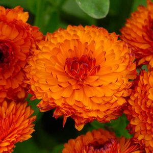Calendula  officinalis 'Neon', Pot Marigold Neon, English Marigold Neon, Orange Calendula, Orange Pot Marigold, Orange Marigold
