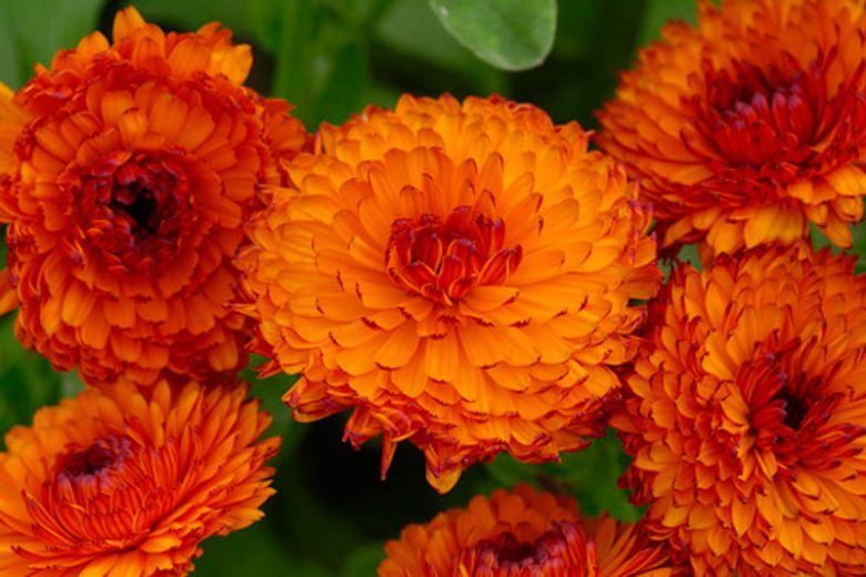 Calendula  officinalis 'Neon', Pot Marigold Neon, English Marigold Neon, Orange Calendula, Orange Pot Marigold, Orange Marigold