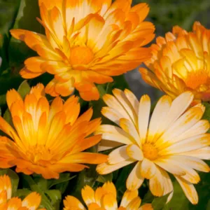 Calendula  officinalis Oopsy Daisy, Pot Marigold Oopsy Daisy, English Marigold Oopsy Daisy, Orange Calendula, Orange Pot Marigold, Orange Marigold