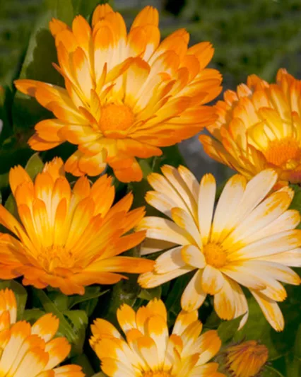 Calendula  officinalis Oopsy Daisy, Pot Marigold Oopsy Daisy, English Marigold Oopsy Daisy, Orange Calendula, Orange Pot Marigold, Orange Marigold