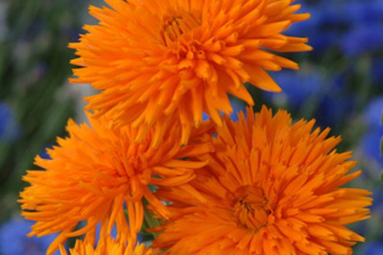 Calendula  officinalis 'Orange Porcupine', Pot Marigold Orange Porcupine, English Marigold Orange Porcupine, Orange Calendula, Orange Pot Marigold, Orange Marigold
