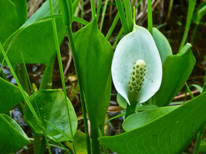 Calla palustris, Water Arum, Water Dragon, Wild Calla, Bog Arum, Swamp Lily, White Flowers