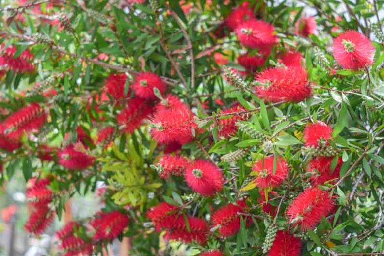 Callistemon citrinus, Crimson Bottlebrush, Scarlet Bottlebrush, Lemon Bottlebrush, Red Bottlebrush, Mediterranean shrubs, Evergreen Shrubs, Red flowers,