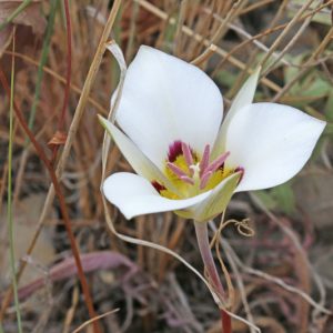 Calochortus nuttallii, Sego Lily, Mariposa Lily, Sego-lily, White Flowers, Drought Tolerant plant, Drought Tolerant Perennial
