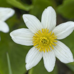 Caltha leptosepala, Western Marsh Marigold, White Marsh Marigold, Elks-Lip, White Flowers