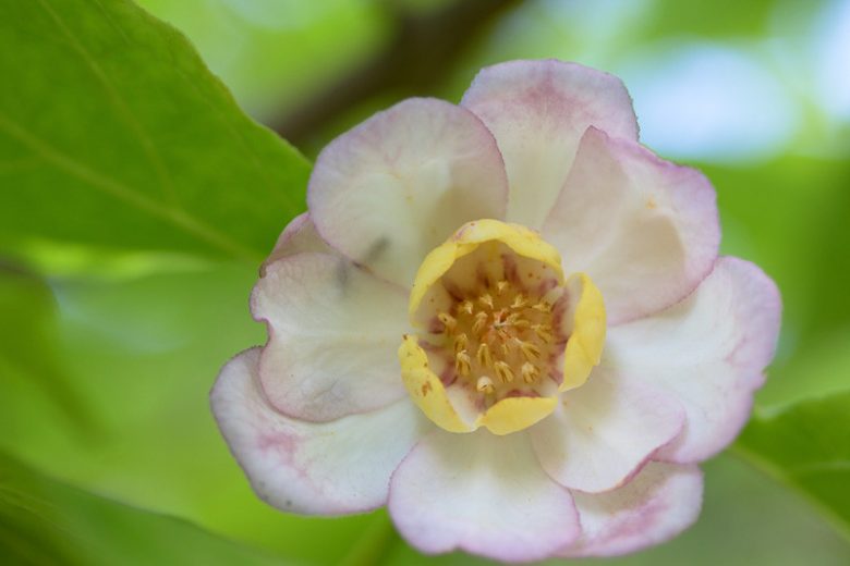 Calycanthus chinensis, Chinese Sweetshrub, Chinese Wax Shrub, Flowering Shrub, Fragrant Shrub