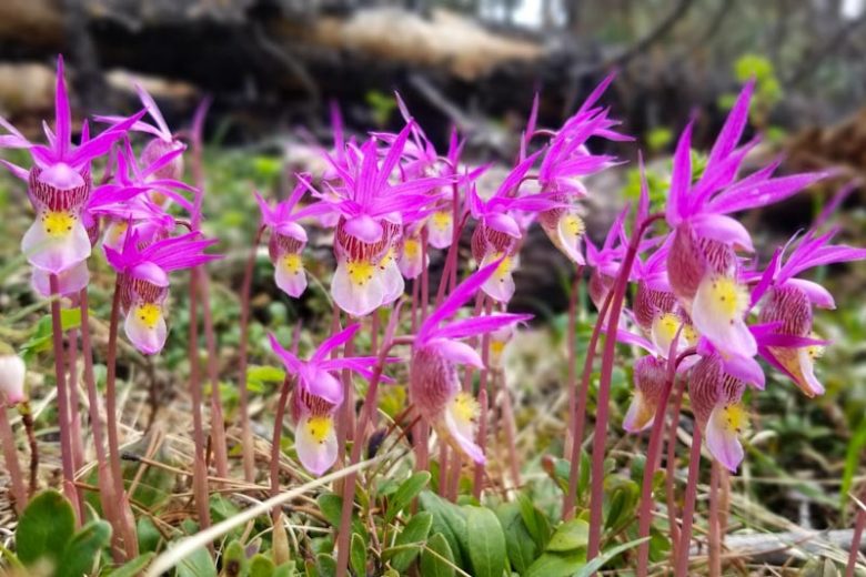 Calypso bulbosa, Fairy Slipper, Bog Orchid, Calypso Orchid, Pink Orchid, Hardy Orchid
