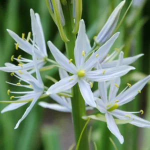 Camassia scilloides, Atlantic Camas, Wild Hyacinth, Camassia esculenta, Quamasia hyacinthina, White Flowers