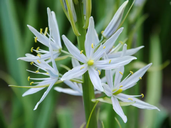 Camassia scilloides, Atlantic Camas, Wild Hyacinth, Camassia esculenta, Quamasia hyacinthina, White Flowers
