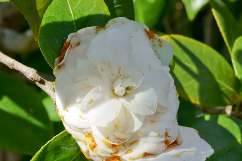 Camellia Flower Blight Identify, Prevent and Treat it