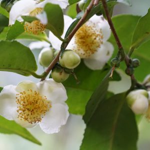 Camellia sinensis, Tea Plant, Tee Tree, Camellia thea, Camellia sinensis thea, Thea sinensis, White flowers, White Camellias