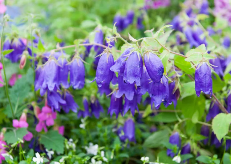 Campanula Sarastro, Bellflower 'Sarastro', 'Sarastro' Bellflower, Campanula hybrida 'Sarastro', Purple flowers