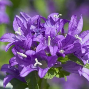 Campanula Glomerata 'Superba', Clustered Bellflower 'Superba', Bellflower 'Superba', Danesblood 'Superba', Campanula 'Superba', Violet flowers, Purple flowers