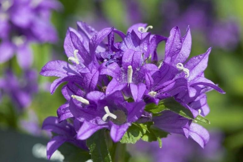 Campanula Glomerata 'Superba', Clustered Bellflower 'Superba', Bellflower 'Superba', Danesblood 'Superba', Campanula 'Superba', Violet flowers, Purple flowers