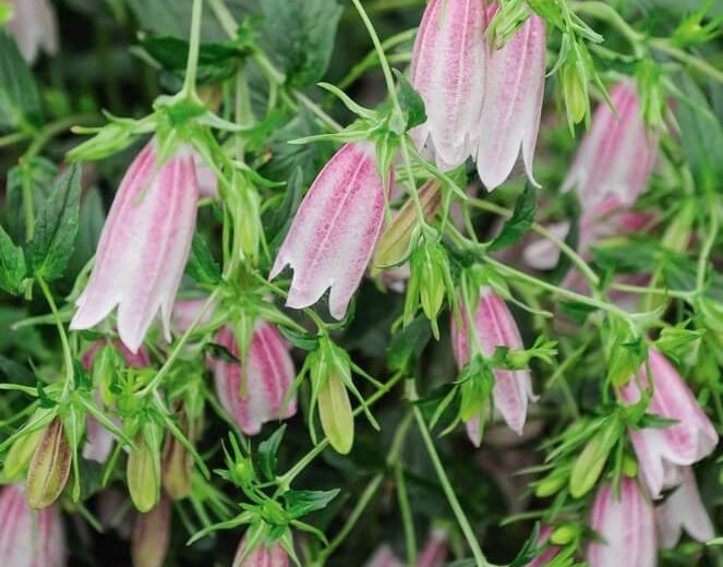 Campanula takesimana ‘Elizabeth’ (Korean Bellflower)