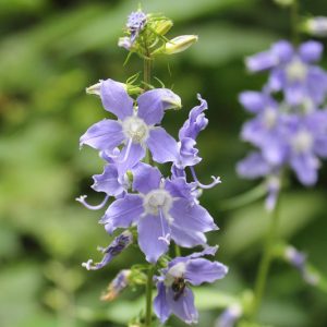 Campanulastrum americanum, American Bellflower, Tall Bellflower, Lavender Flowers, Blue Flowers