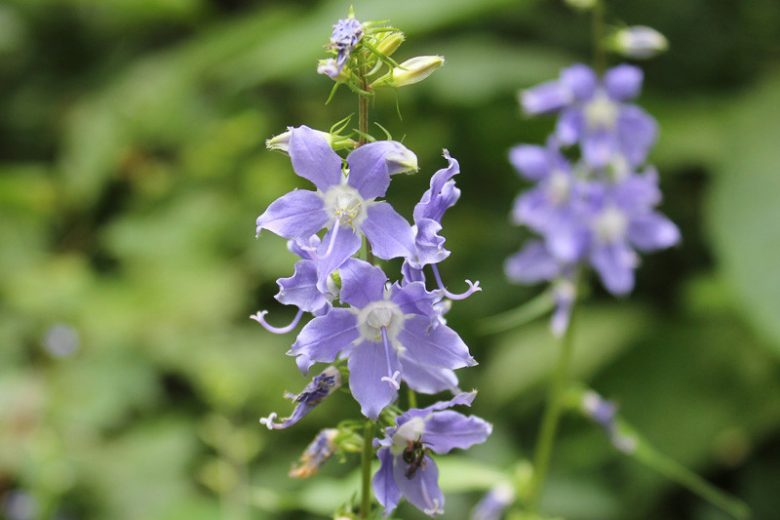 Campanulastrum americanum, American Bellflower, Tall Bellflower, Lavender Flowers, Blue Flowers