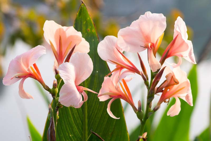 Canna 'Apricot Dream' (Canna Lily)
