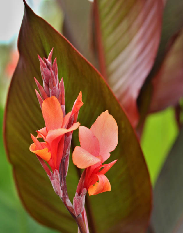 Canna 'Musifolia' (Canna Lily)