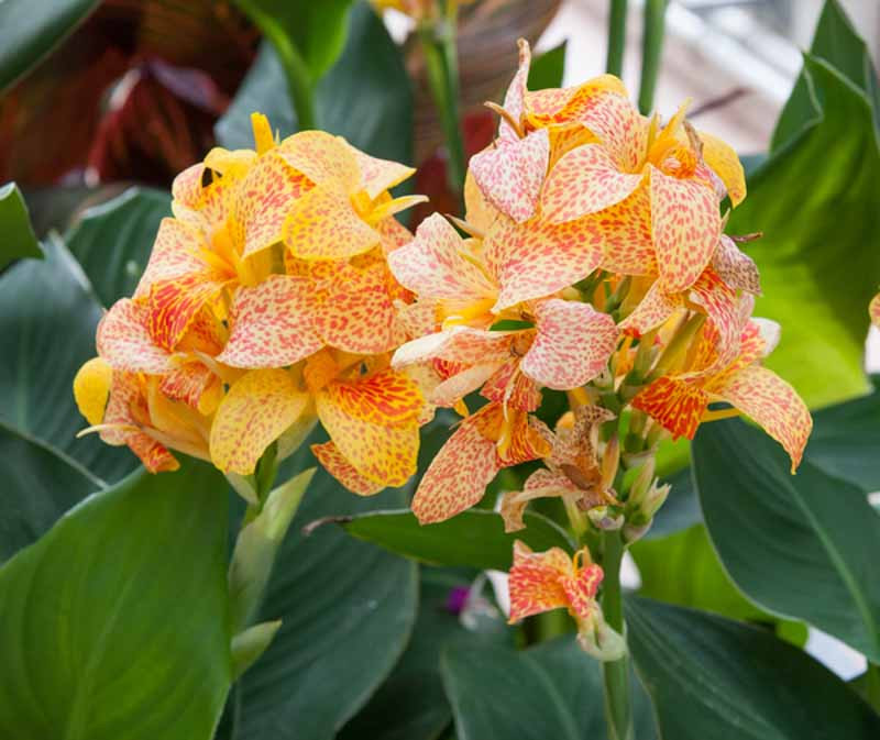 Canna 'Picasso' (Canna Lily)