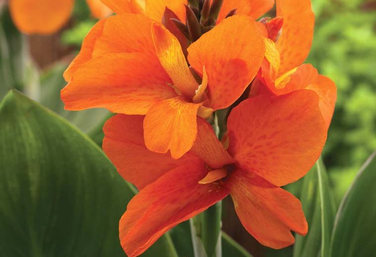 Canna 'South Pacific Orange', Indian Shot 'South Pacific Orange', Canna Lily 'South Pacific Orange', Canna x generalis 'South Pacific Orange', Canna Lily bulbs, Canna lilies, Orange Canna Lilies, Orange Flowers