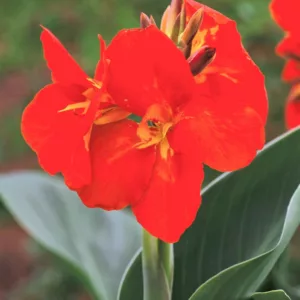 Canna 'South Pacific Scarlet', Indian Shot 'South Pacific Scarlet', Canna Lily 'South Pacific Scarlet', Canna x generalis 'South Pacific Scarlet', Canna Lily bulbs, Canna lilies, Red Canna Lilies, Red Canna Lilies