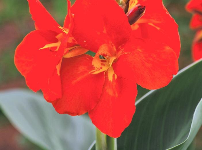 Canna 'South Pacific Scarlet', Indian Shot 'South Pacific Scarlet', Canna Lily 'South Pacific Scarlet', Canna x generalis 'South Pacific Scarlet', Canna Lily bulbs, Canna lilies, Red Canna Lilies, Red Canna Lilies