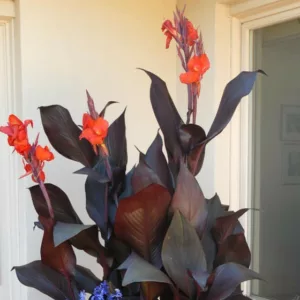 Canna 'Tropicanna Black', Indian Shot 'Tropicanna Black', Cana Lily Phasion,  Canna 'Tropicanna', Canna Lily bulbs, Canna lilies, Red Canna Lilies, Black Leaf Canna