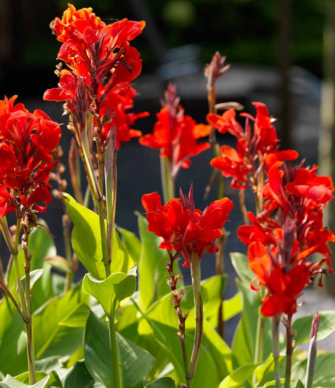 33 Different Types of Canna Lilies
